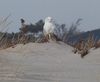 A snowy owl irruption is happening right now
