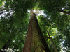Rainforest Alliance to independently audit APP's zero deforestation commitment