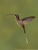 18 strange and beautiful hummingbird species