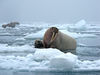 Getting It Right for the Arctic Ocean | Earthjustice via @Earthjustice