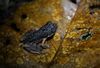 Frogs singing in Malaysian swamp at dusk judged to be 'most beautiful sound in the world'