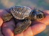 GREAT NEWS: Proposal Will Protect Loggerhead Sea Turtle Habitat in Coastal Waters Off Six States